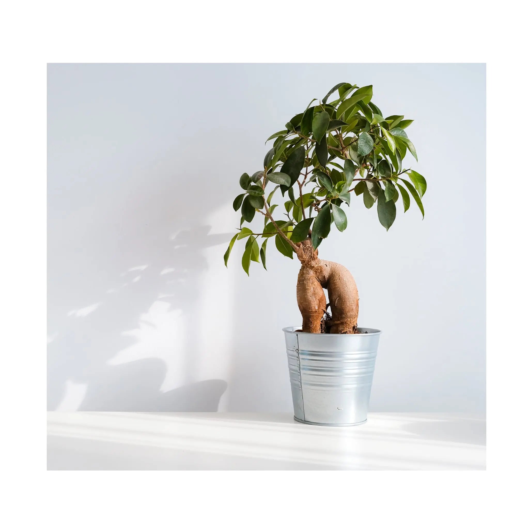 Soil Ninja - Premium Ficus Blend Soil Ninja