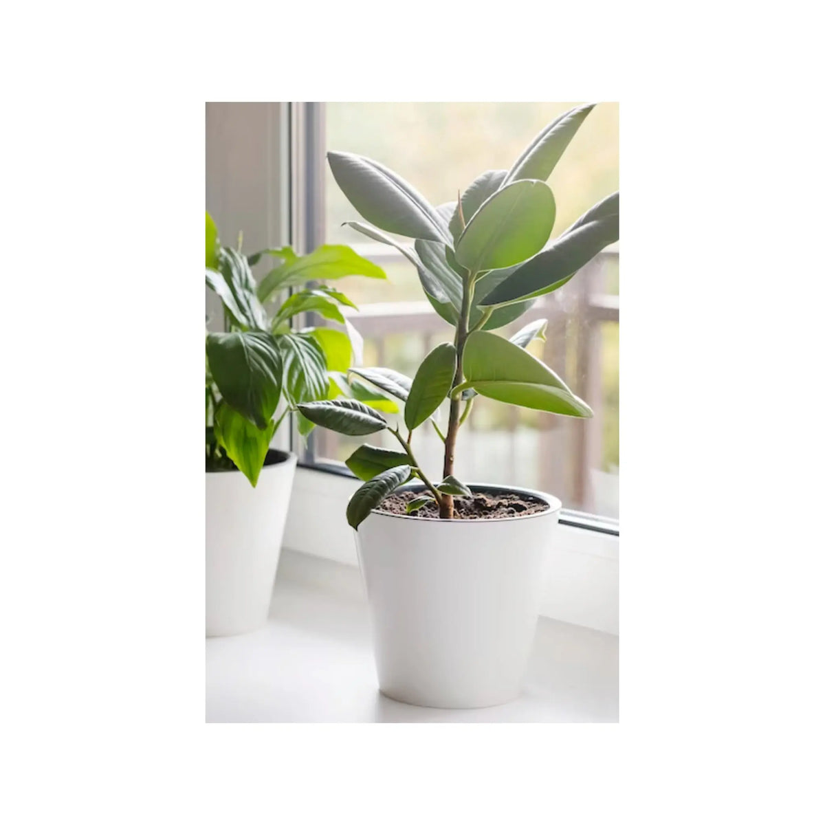 Soil Ninja - Premium Ficus Blend Soil Ninja