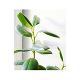 Soil Ninja - Premium Ficus Blend Soil Ninja