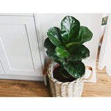 Soil Ninja - Premium Ficus Blend Soil Ninja