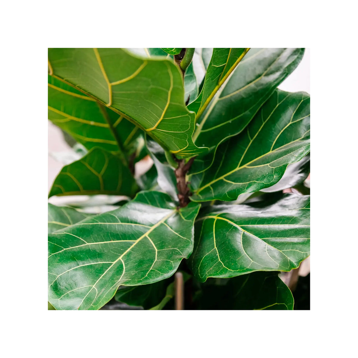Soil Ninja - Premium Ficus Blend Soil Ninja