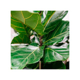 Soil Ninja - Premium Ficus Blend Soil Ninja