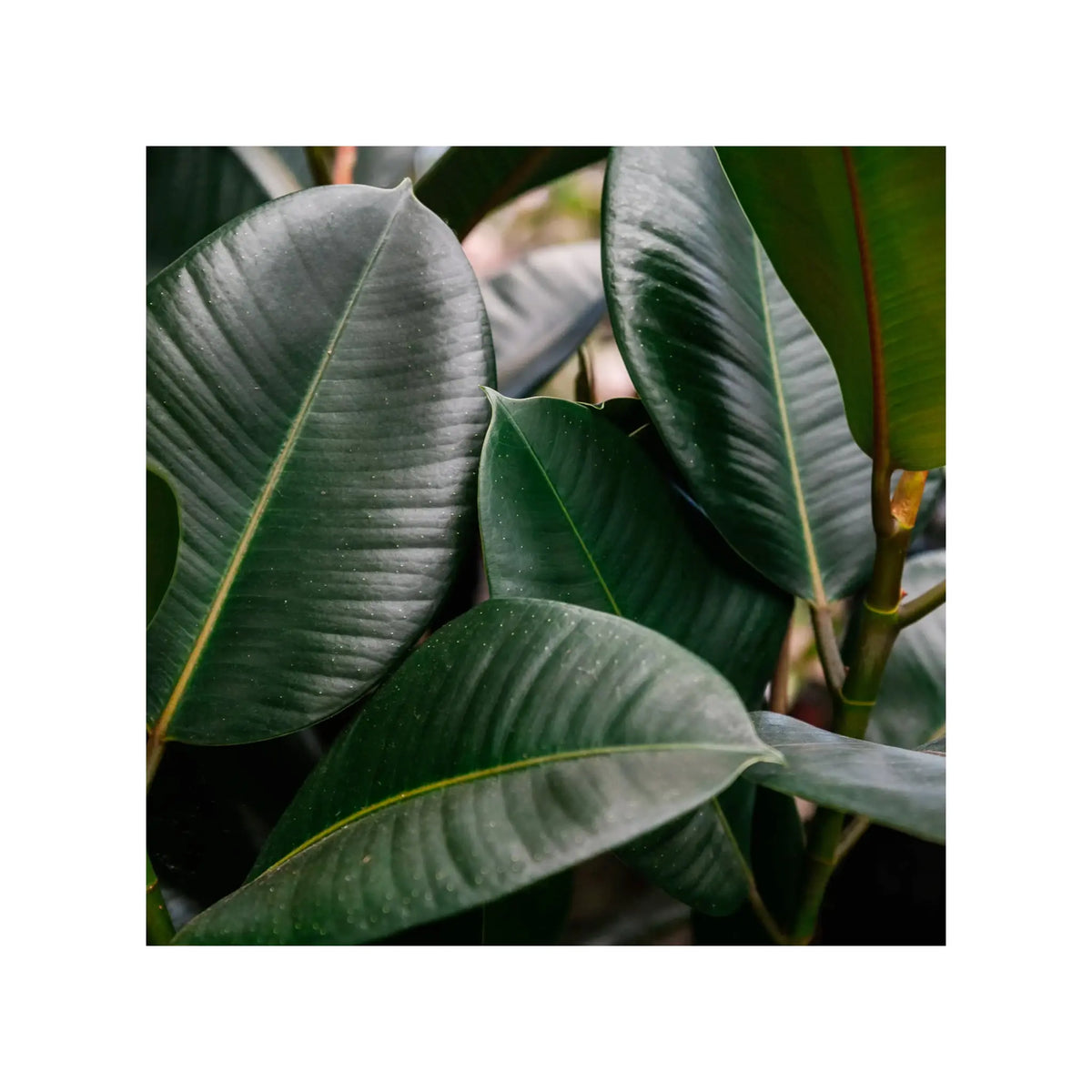 Soil Ninja - Premium Ficus Blend Soil Ninja