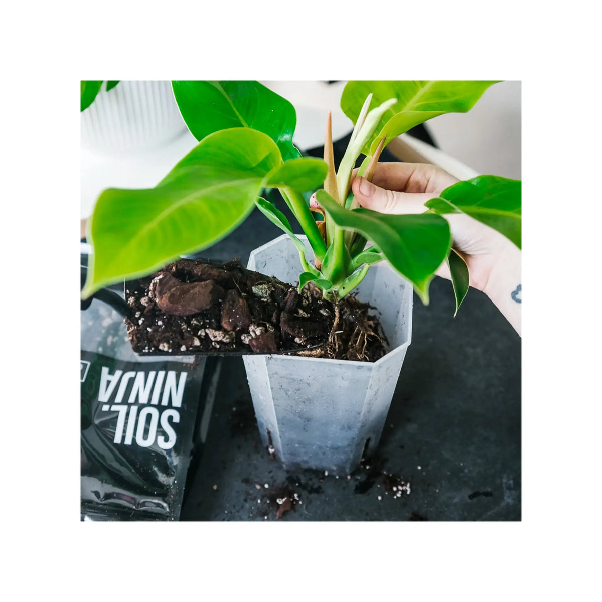 philodendron monstera soil Monstera Soil Mix | Premium Philodendron Potting Blend - Soil Ninja