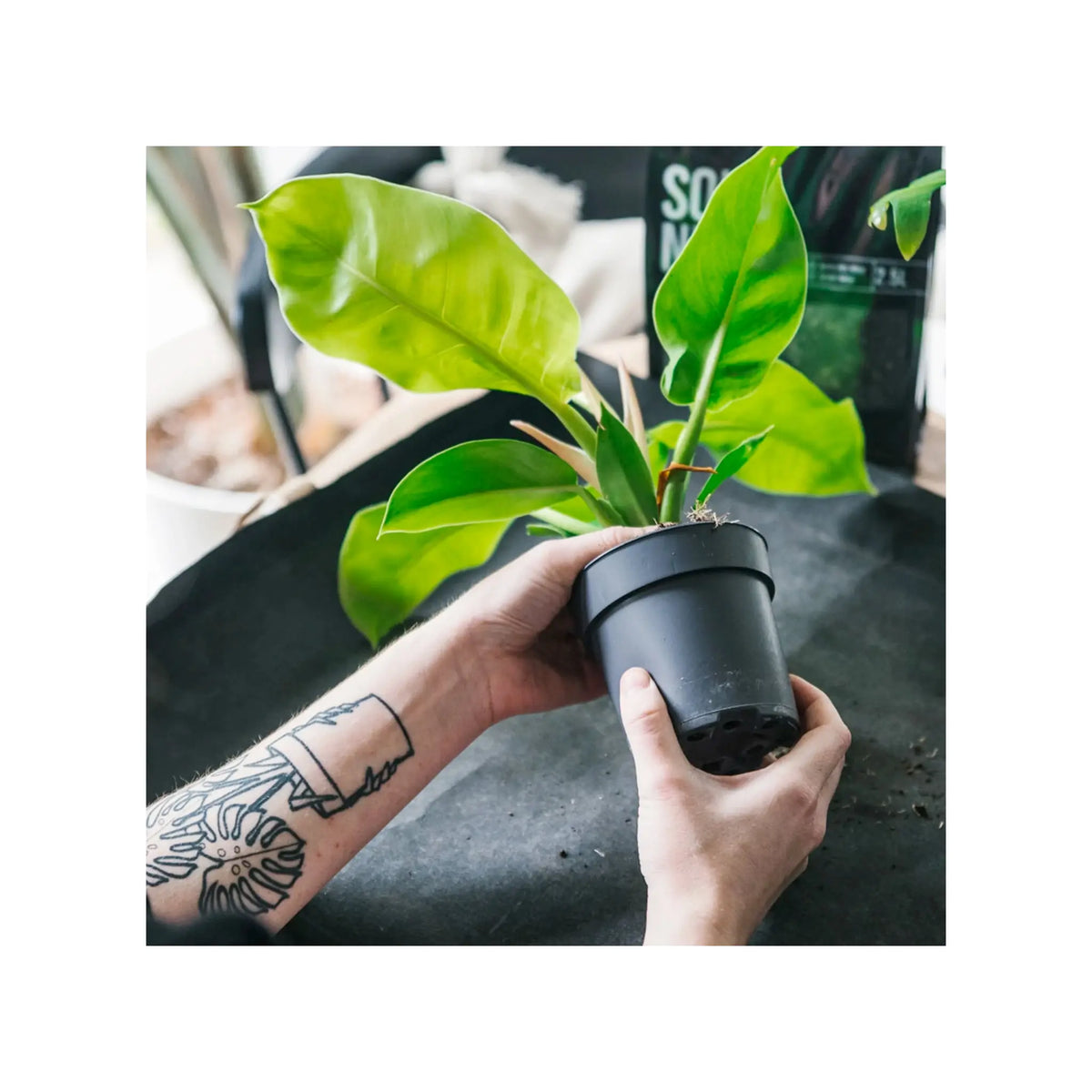 soil ninja premium monstera and philodendron soil mix Monstera Soil Mix | Premium Philodendron Potting Blend - Soil Ninja