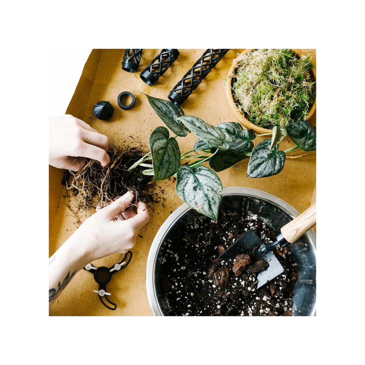 Soil Ninja - Premium Monstera & Philodendron Blend Soil Ninja