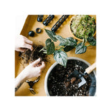 Soil Ninja - Premium Monstera & Philodendron Blend Soil Ninja