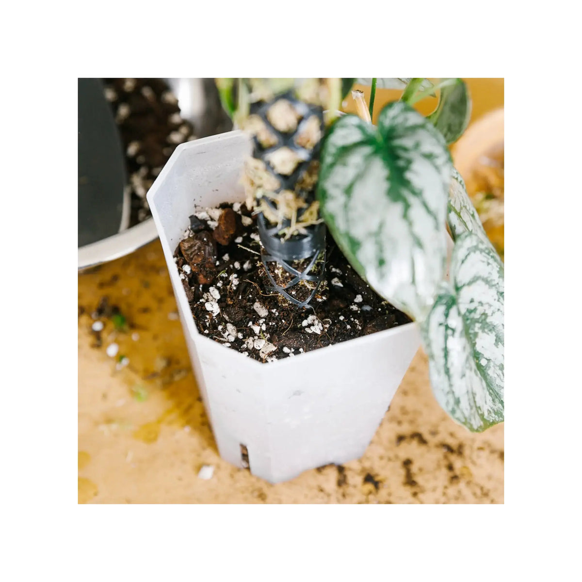 philodendron monstera soil Monstera Soil Mix | Premium Philodendron Potting Blend - Soil Ninja
