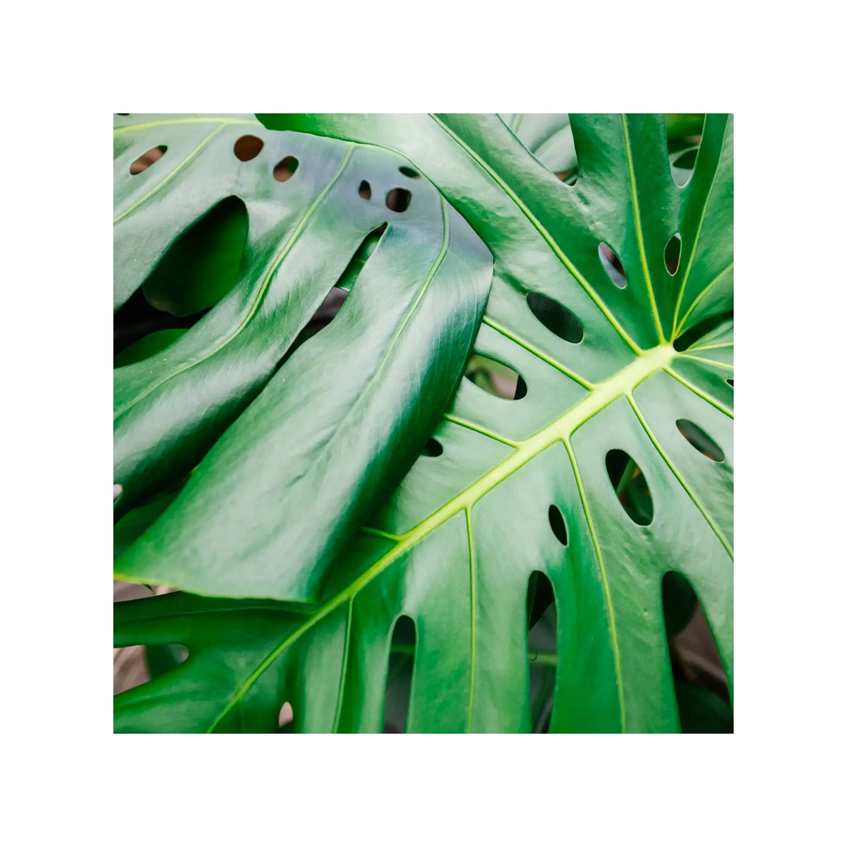soil ninja premium monstera and philodendron soil mix Monstera Soil Mix | Premium Philodendron Potting Blend - Soil Ninja