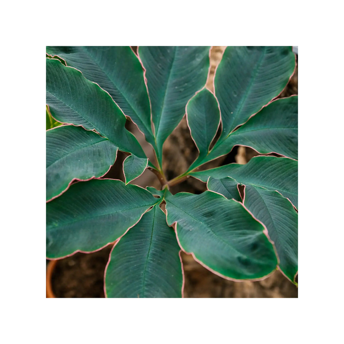 Soil Ninja - Premium Monstera & Philodendron Blend Soil Ninja