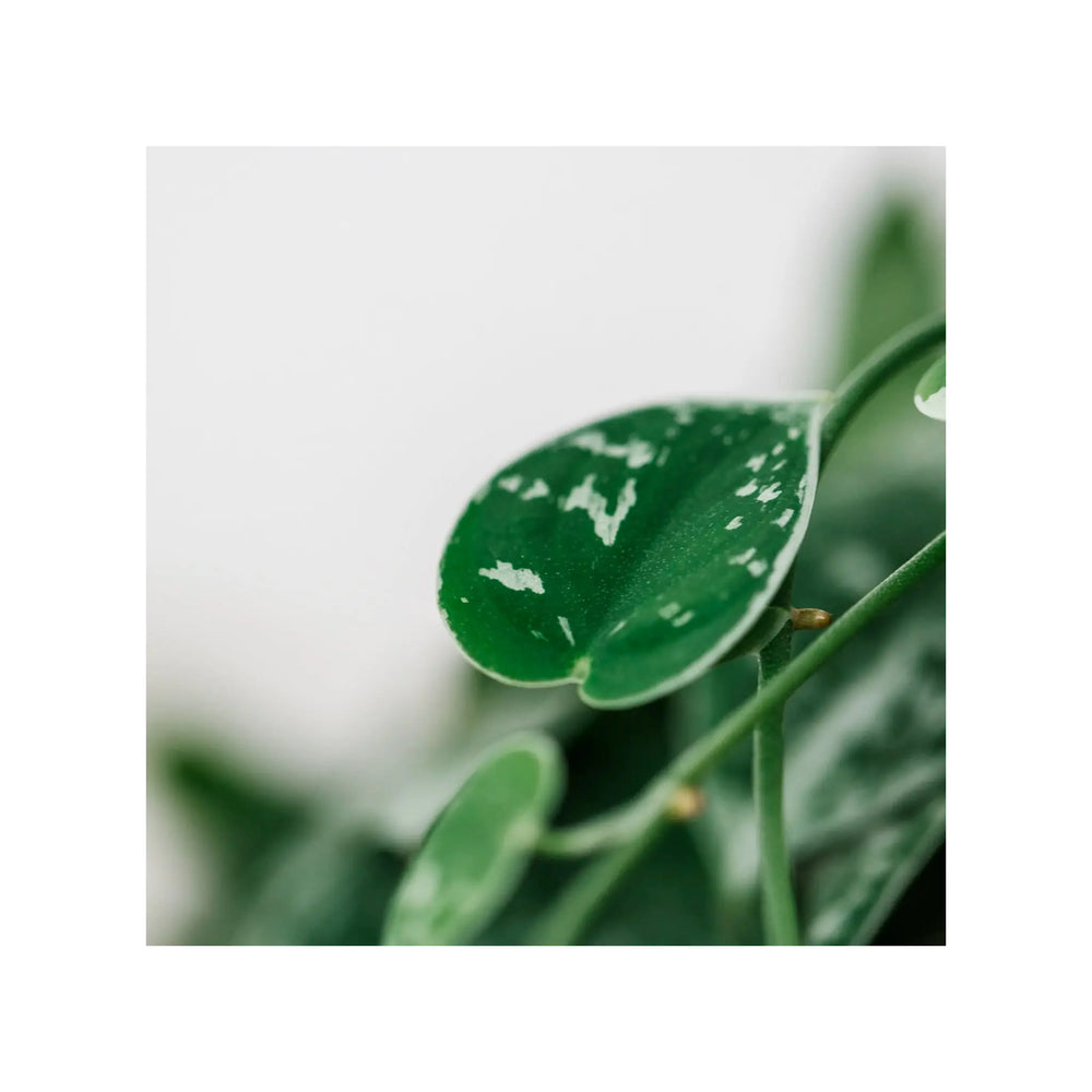Soil Ninja - Monstera & Philodendron Houseplant Soil Blend_6_thumb