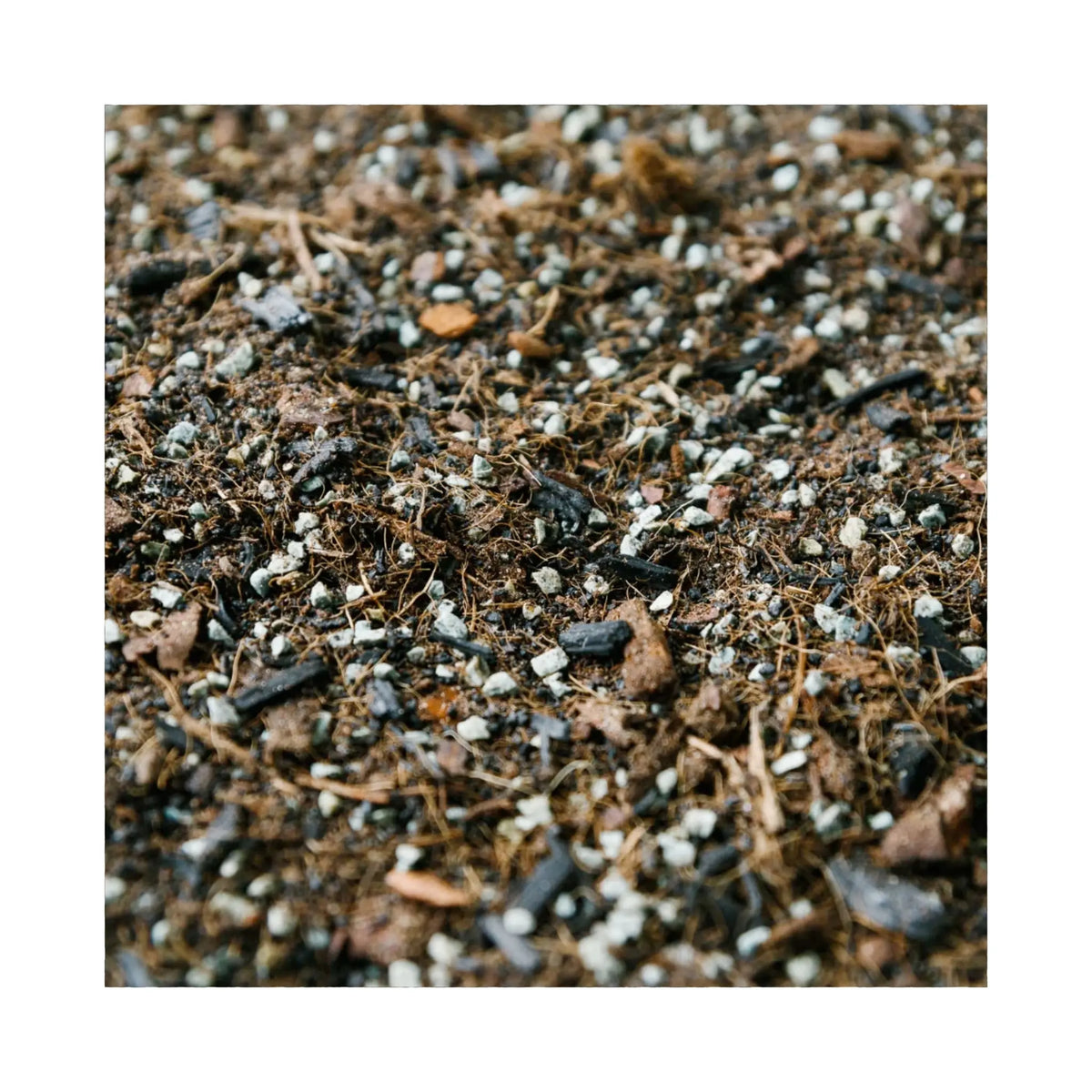 Soil Ninja Terrarium Soil Blend Soil Ninja
