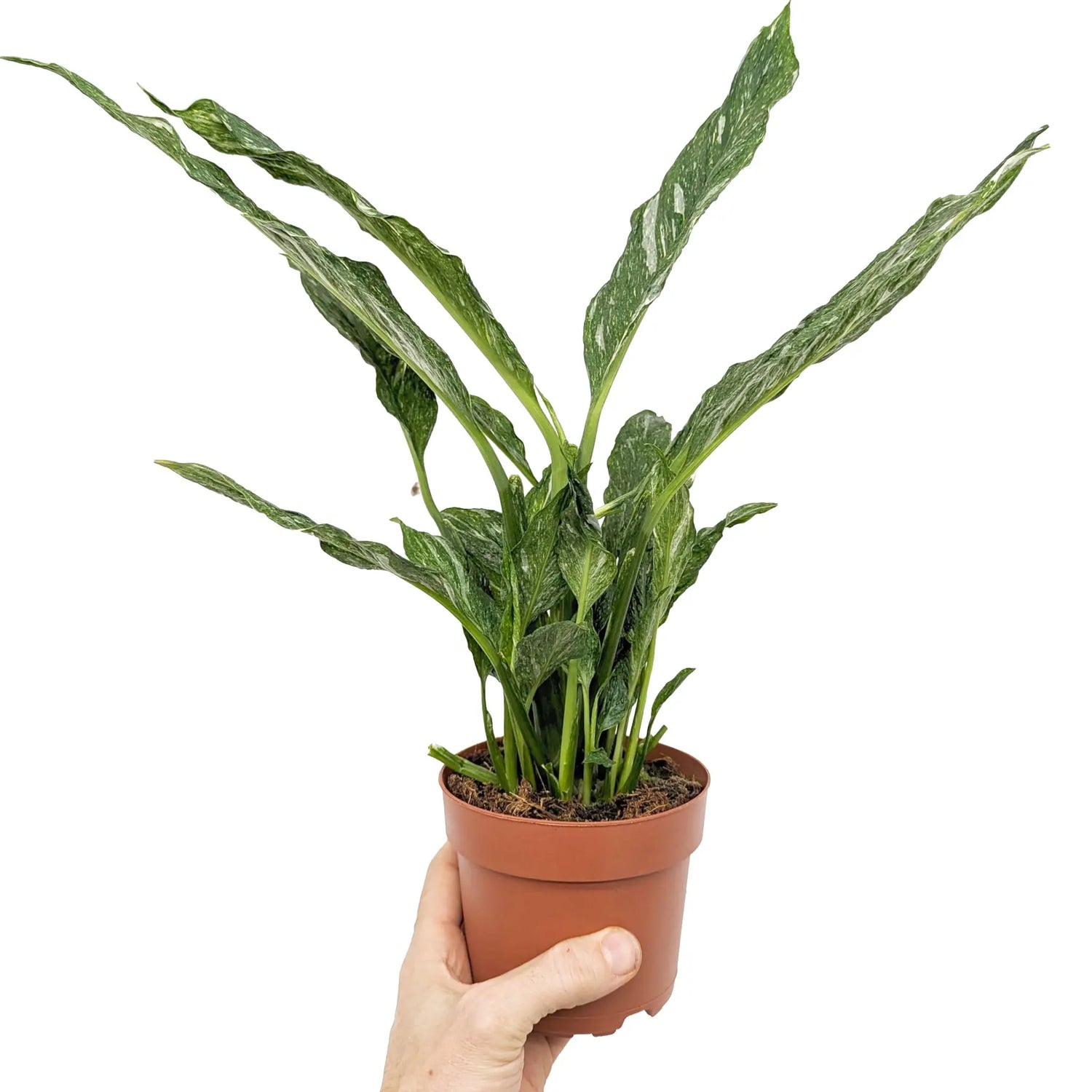 Spathiphyllum Jet Diamond - Peace Lily Leaf Culture