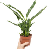 Spathiphyllum Jet Diamond - Peace Lily Leaf Culture