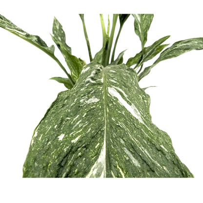 Spathiphyllum Jet Diamond - Peace Lily Leaf Culture