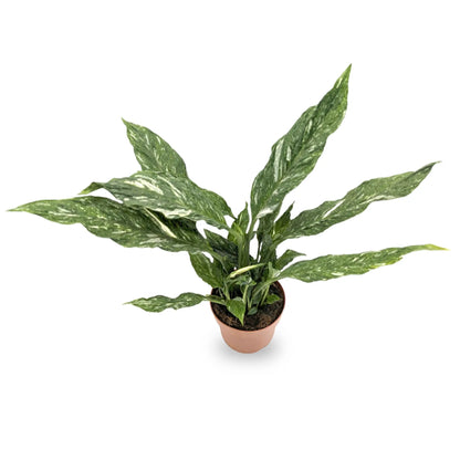 Spathiphyllum Jet Diamond - Peace Lily Leaf Culture