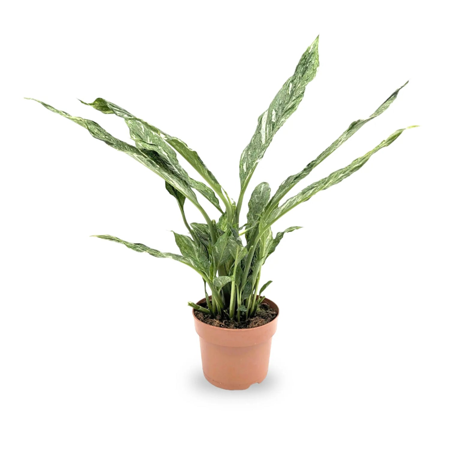 Spathiphyllum Jet Diamond - Peace Lily Leaf Culture