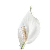 Spathiphyllum - Peace lily Oz