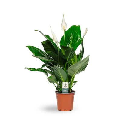 Spathiphyllum - Peace lily Oz