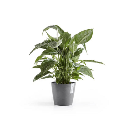 Spathiphyllum - Peace lily Oz