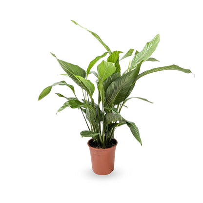 Spathiphyllum - Peace lily Oz