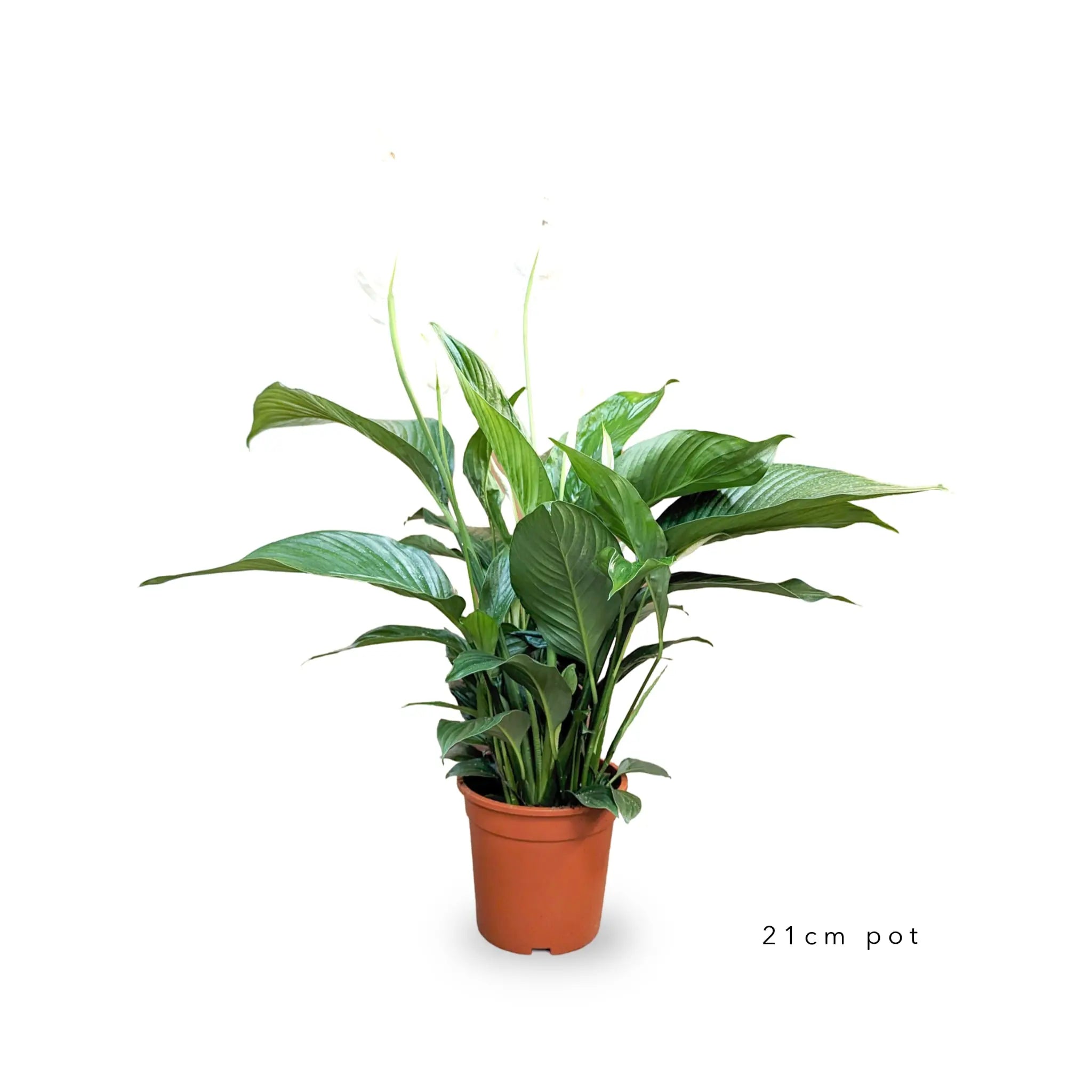 Spathiphyllum - Peace lily Oz