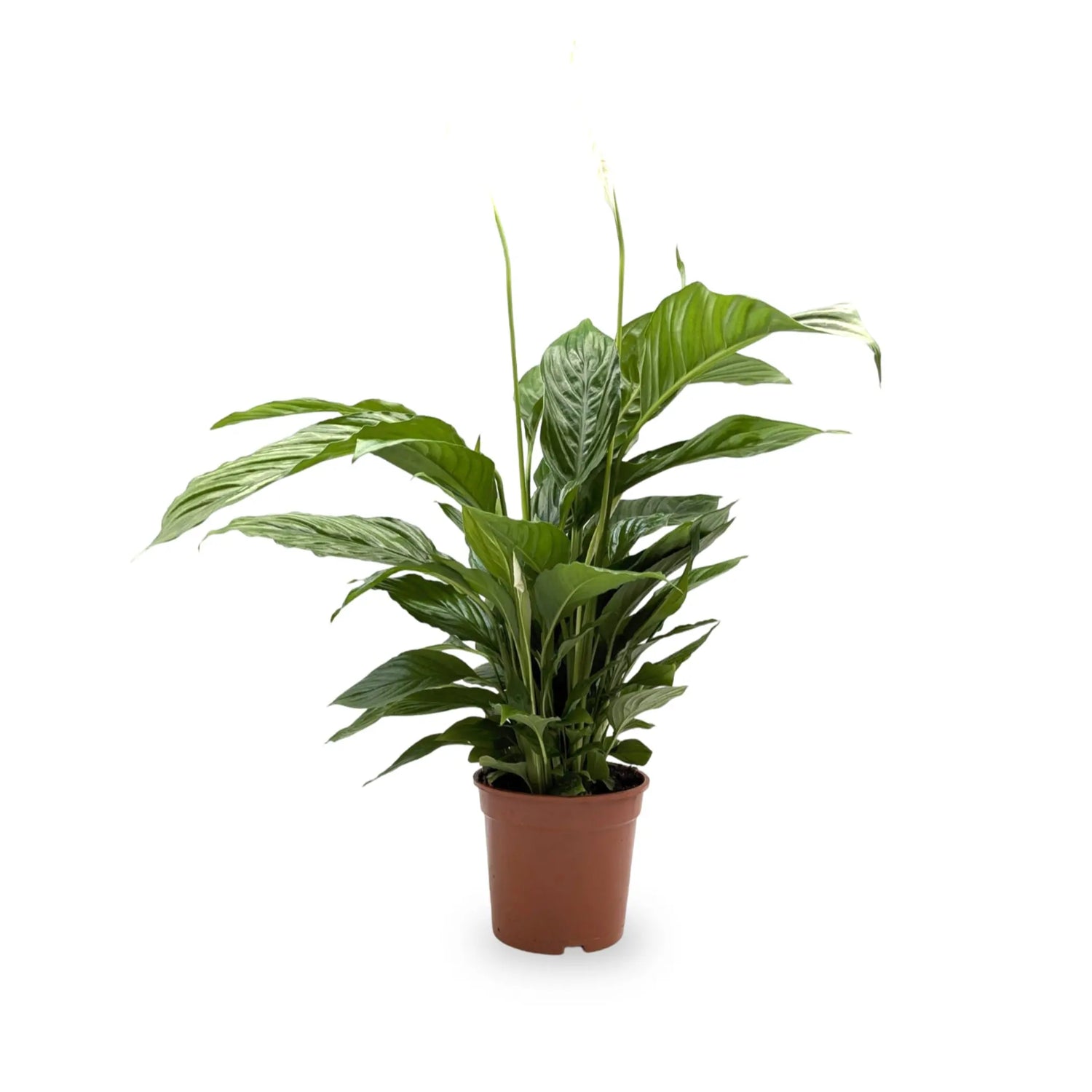 Spathiphyllum - Peace lily Oz