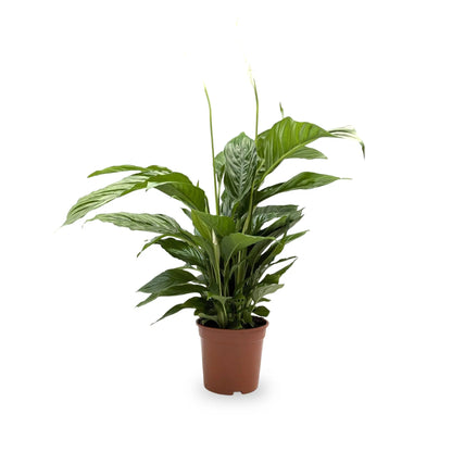 Spathiphyllum - Peace lily Oz