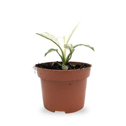 Spathiphyllum Sensation Variegata Leaf Culture