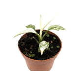 Spathiphyllum Sensation Variegata Leaf Culture