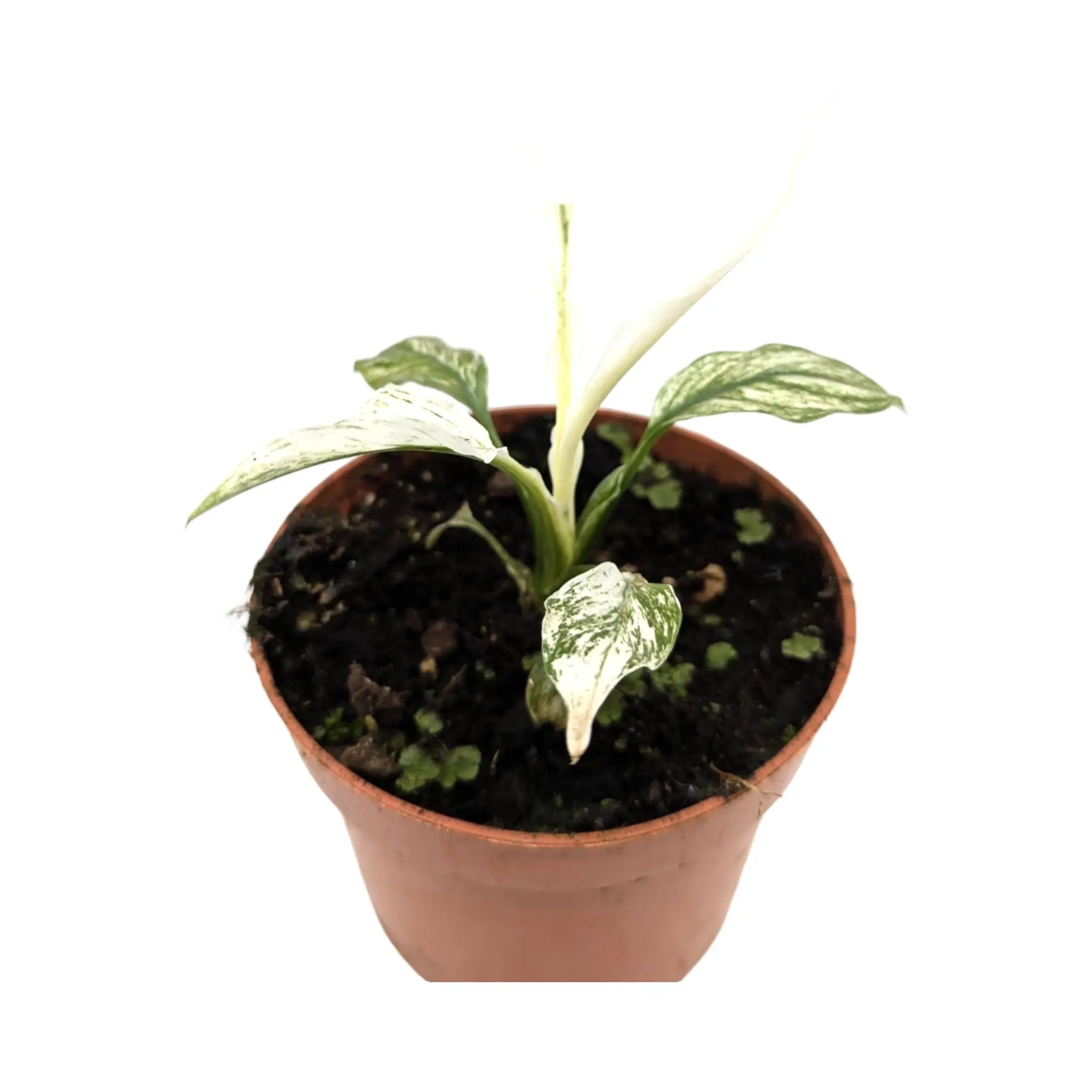 Spathiphyllum Sensation Variegata Leaf Culture