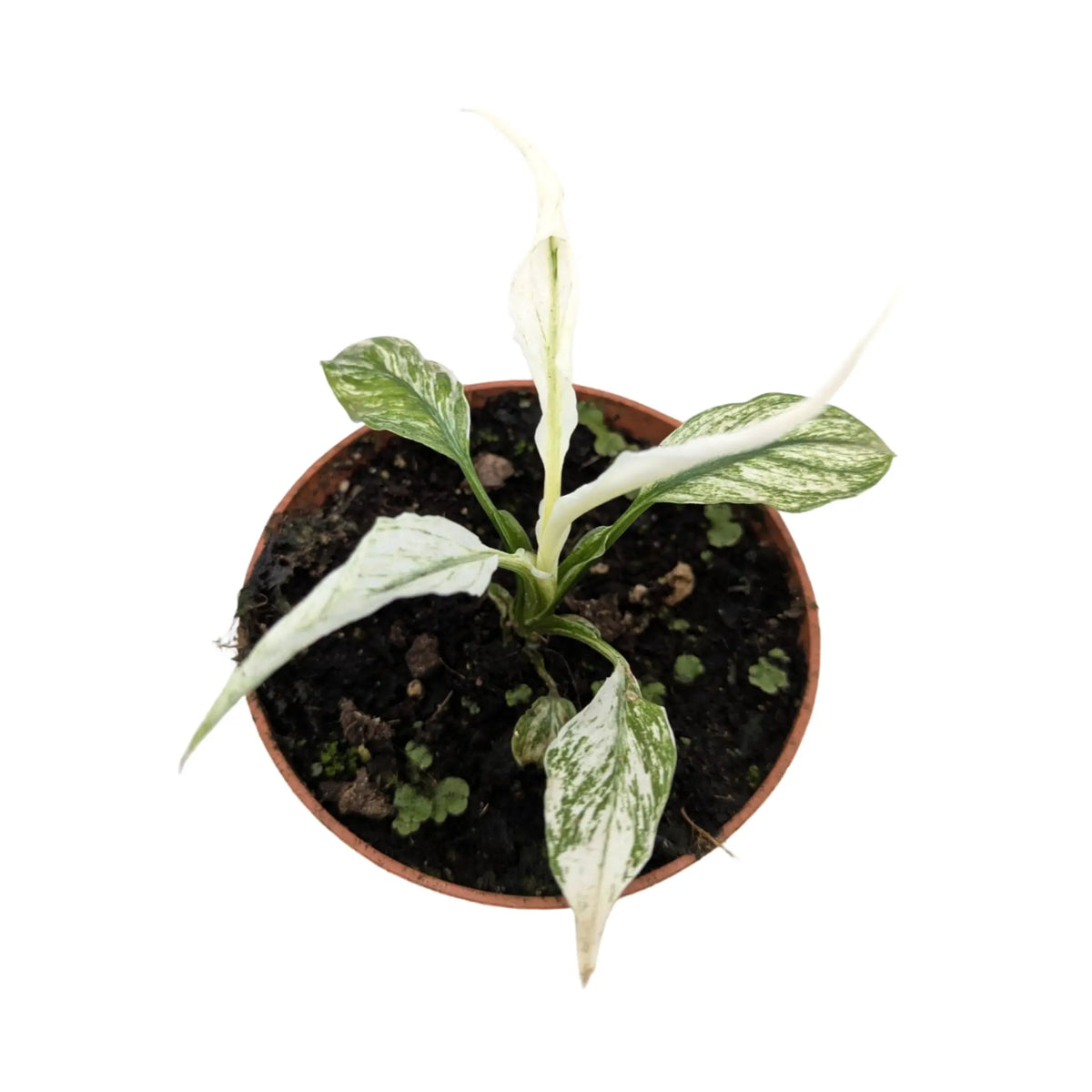 Spathiphyllum Sensation Variegata Leaf Culture