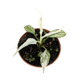 Spathiphyllum Sensation Variegata Leaf Culture
