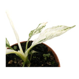 Spathiphyllum Sensation Variegata Leaf Culture