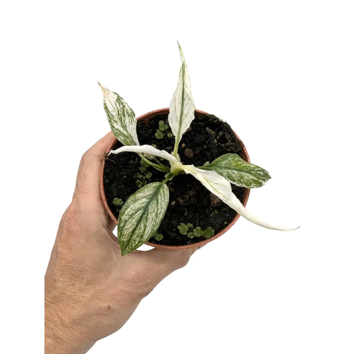 Spathiphyllum 'Sensation Variegata'