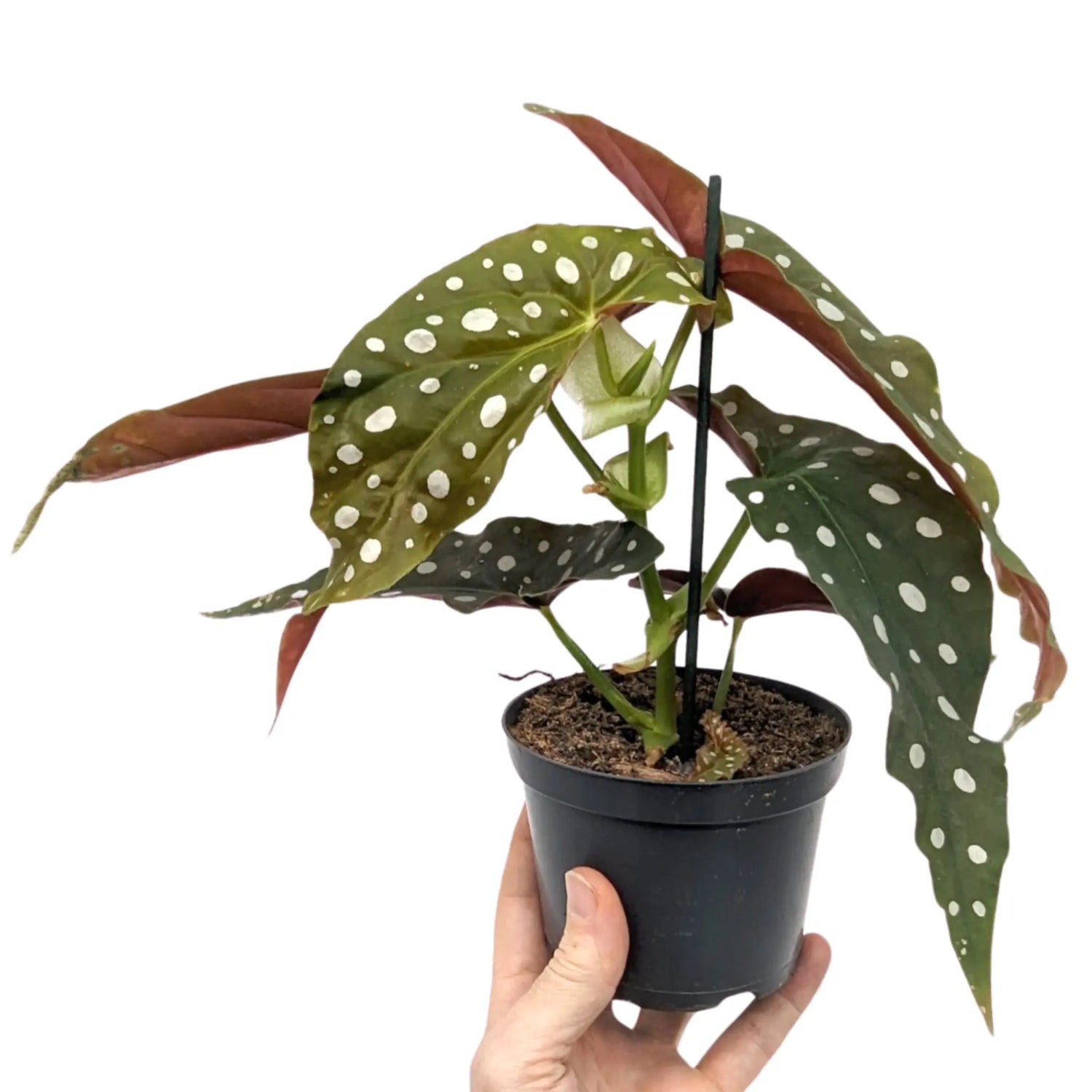 Spotted Begonia Maculata - Polka dot Begonia Leaf Culture