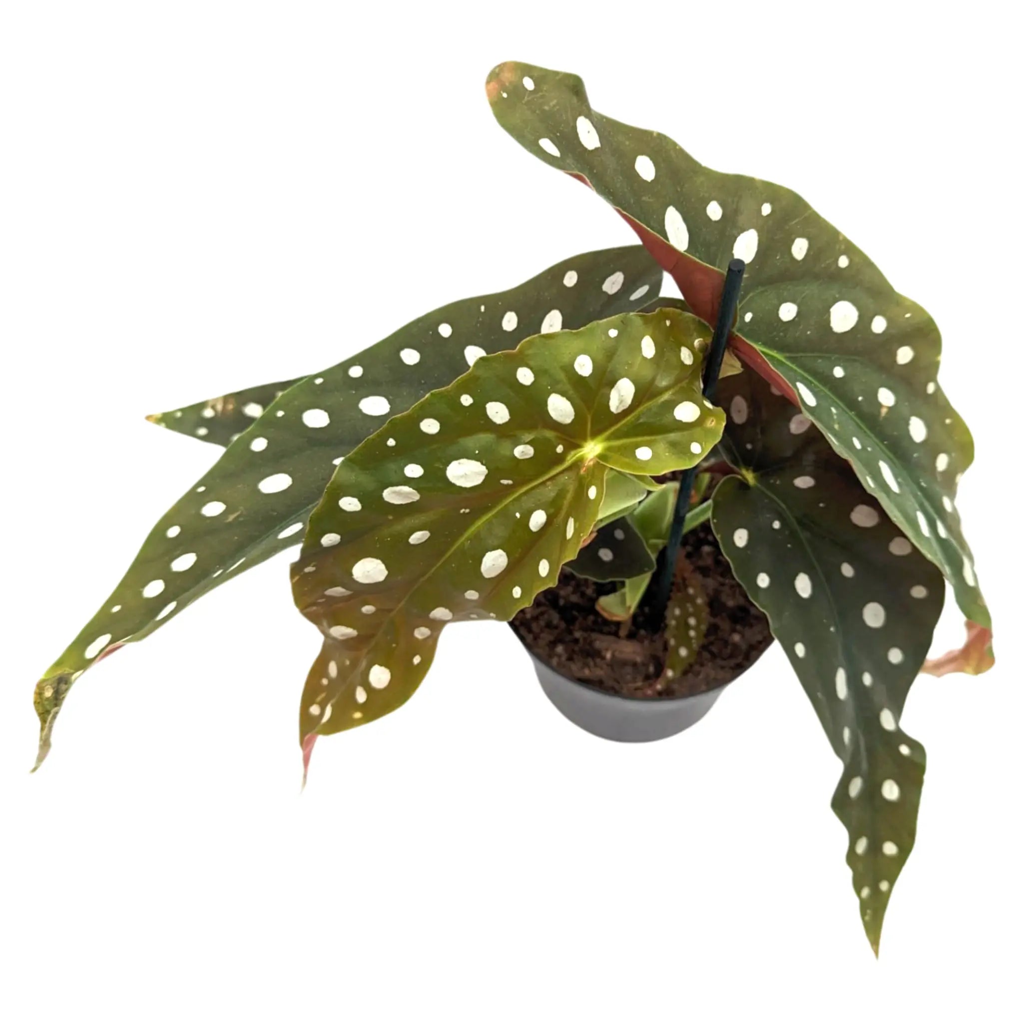 Spotted Begonia Maculata - Polka dot Begonia Leaf Culture