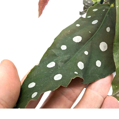 Spotted Begonia Maculata - Polka dot Begonia Leaf Culture