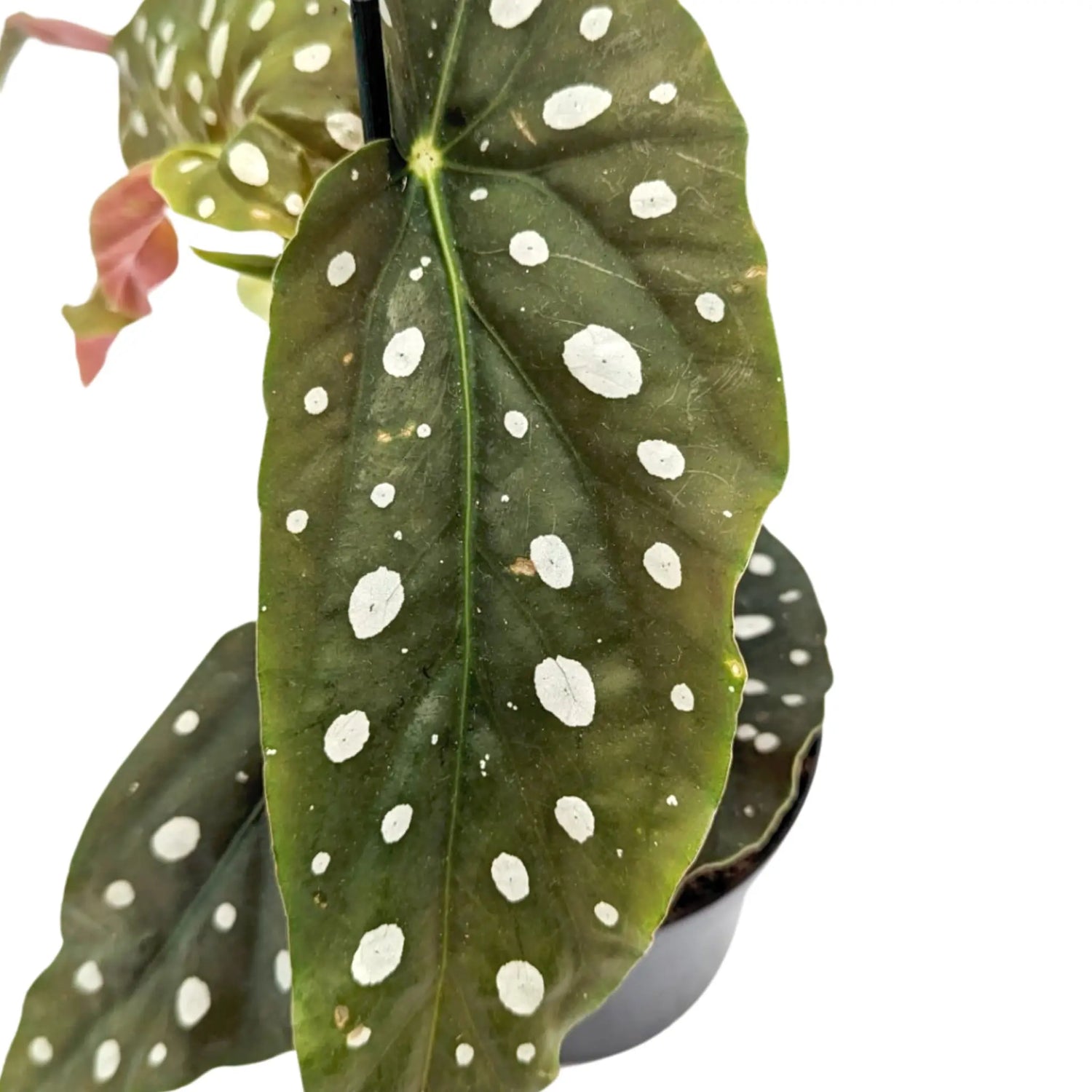 Spotted Begonia Maculata - Polka dot Begonia Leaf Culture