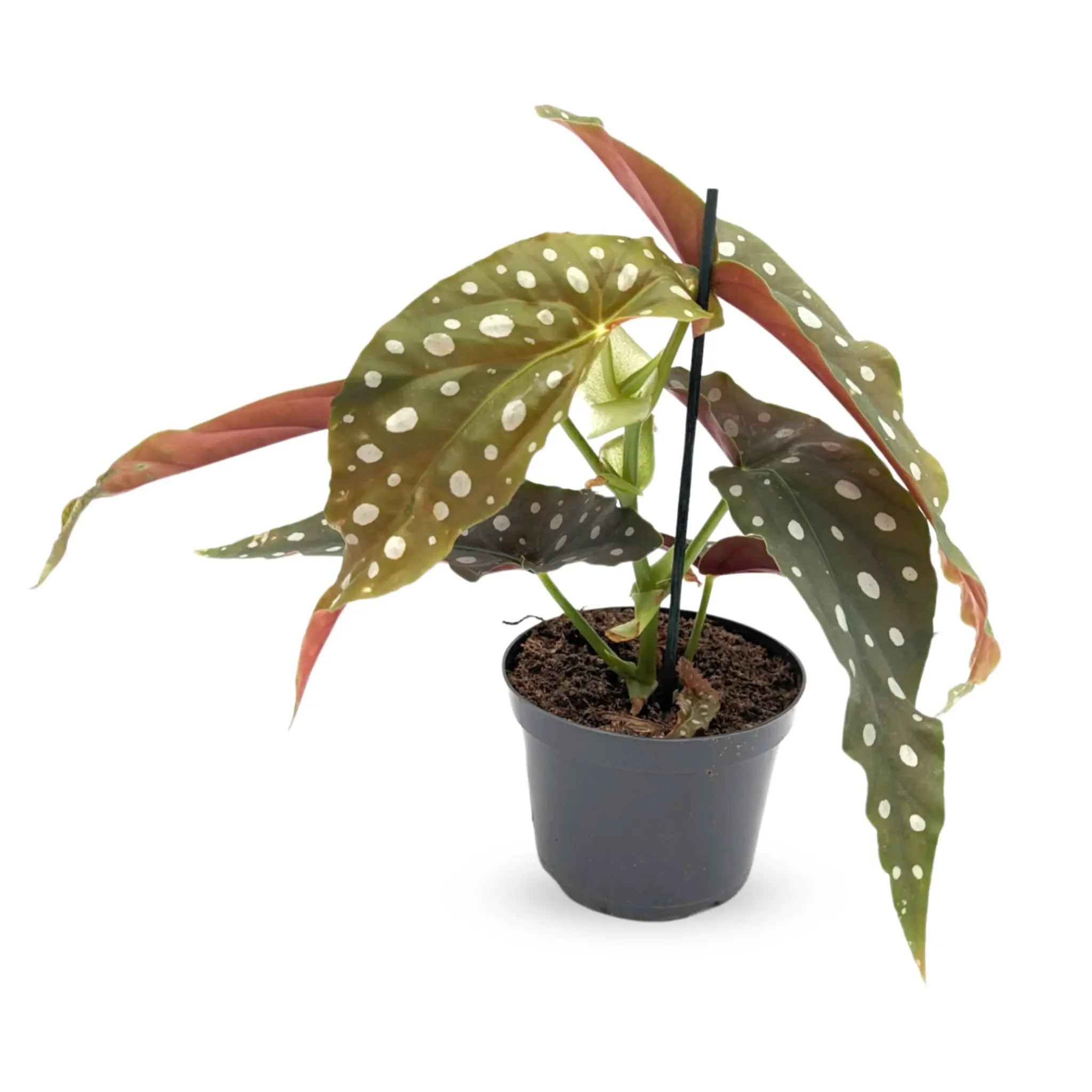 Spotted Begonia Maculata - Polka dot Begonia Leaf Culture