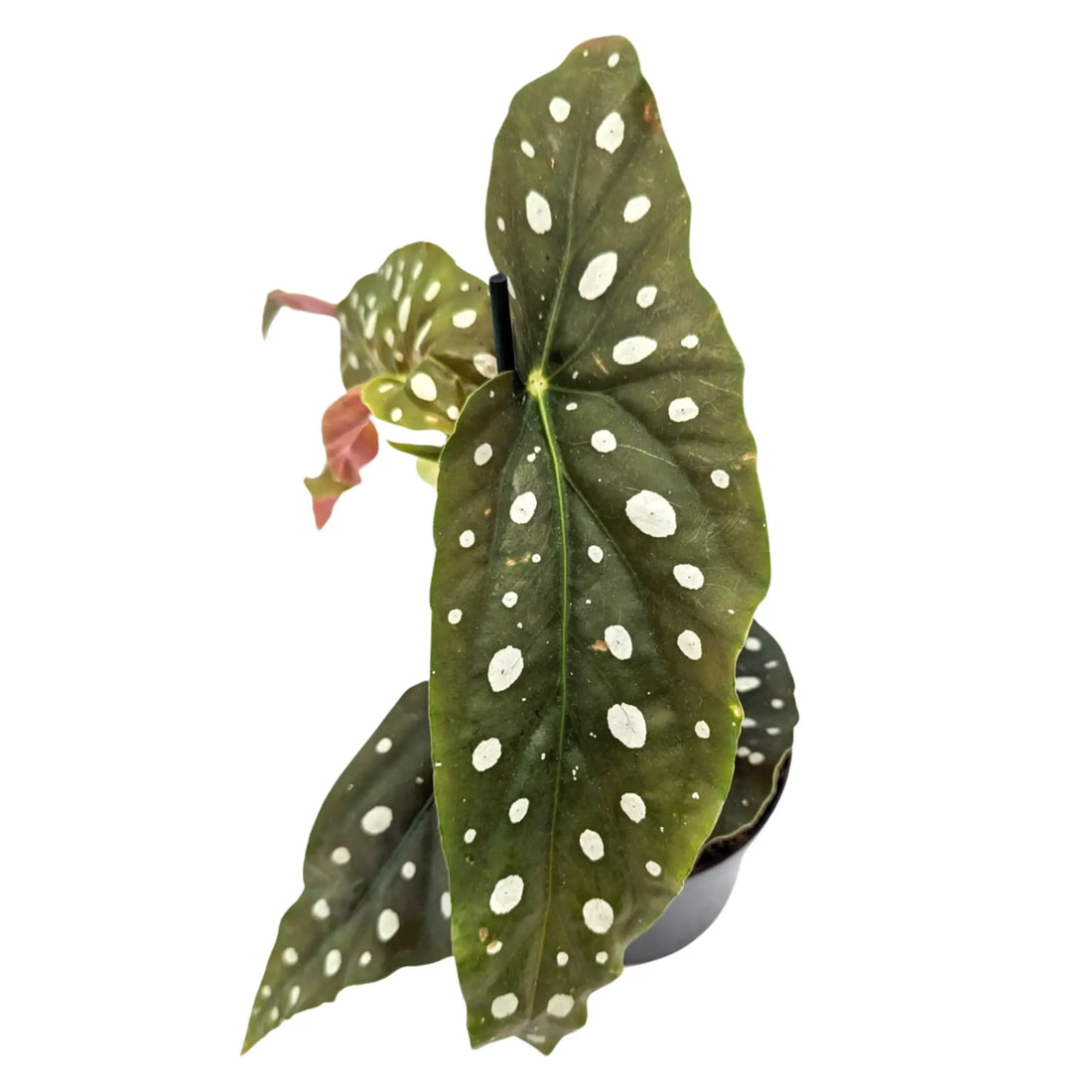 Spotted Begonia Maculata - Polka dot Begonia Leaf Culture