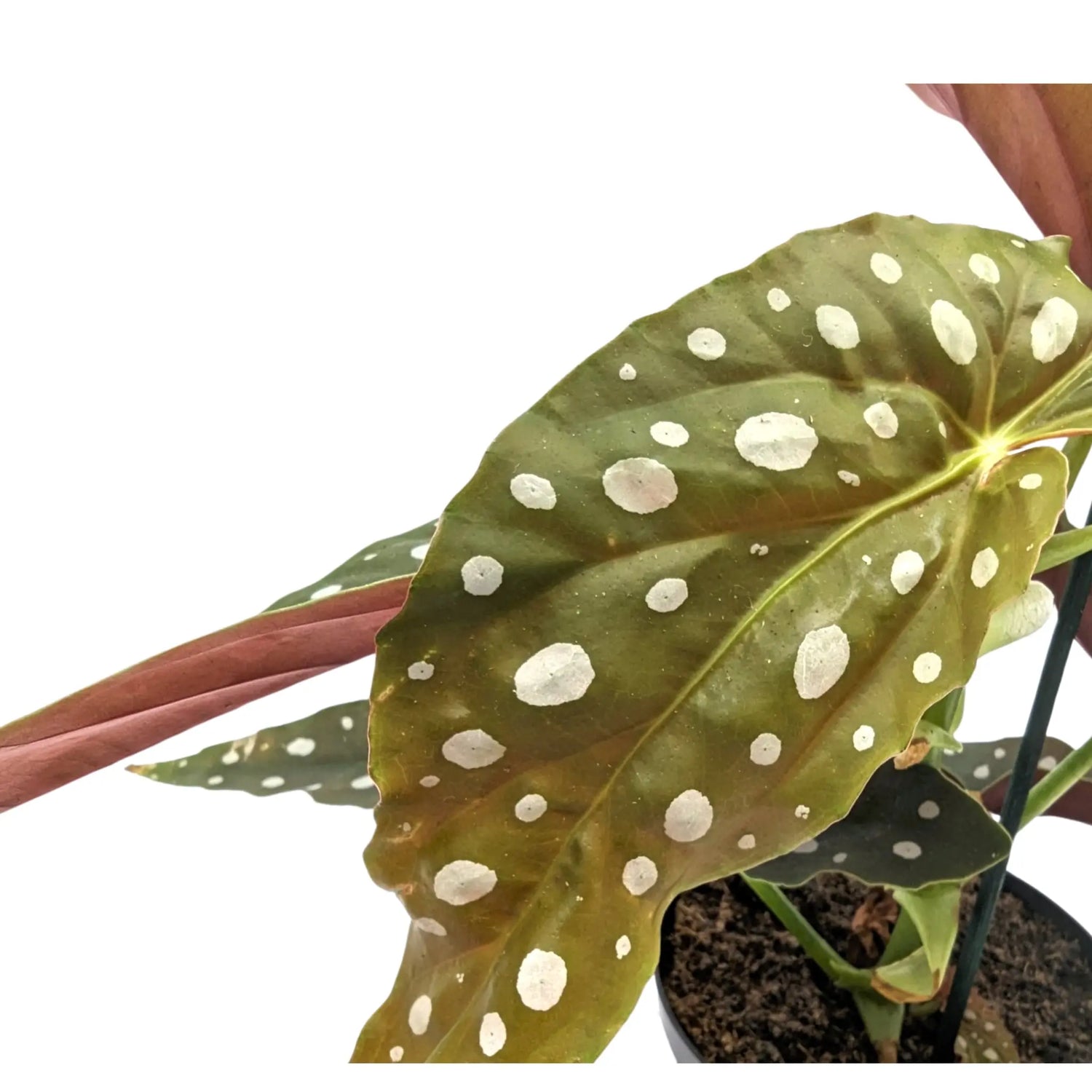 Spotted Begonia Maculata - Polka dot Begonia Leaf Culture