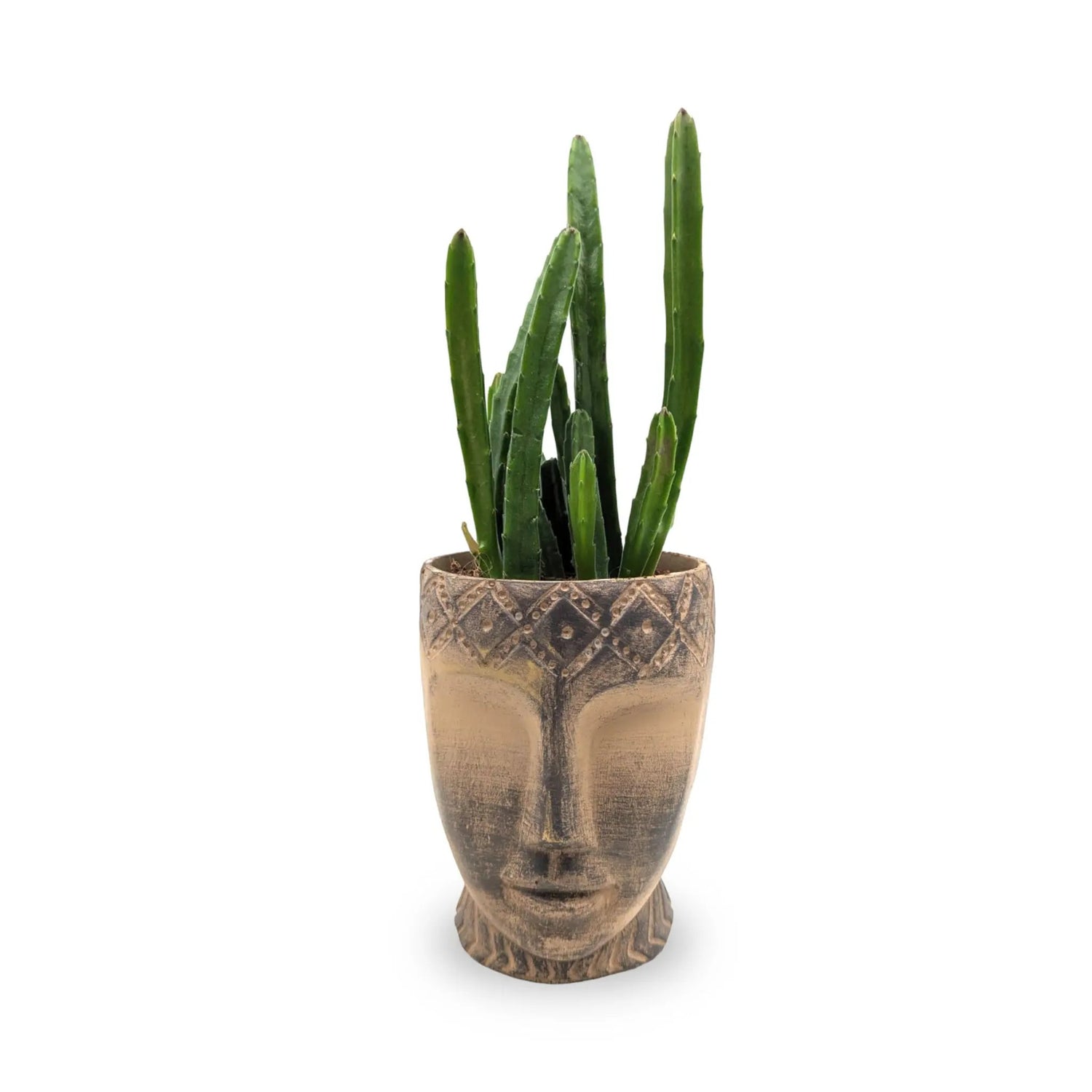 Stapelia leendertziae in Totem Mask Pot Leaf Culture