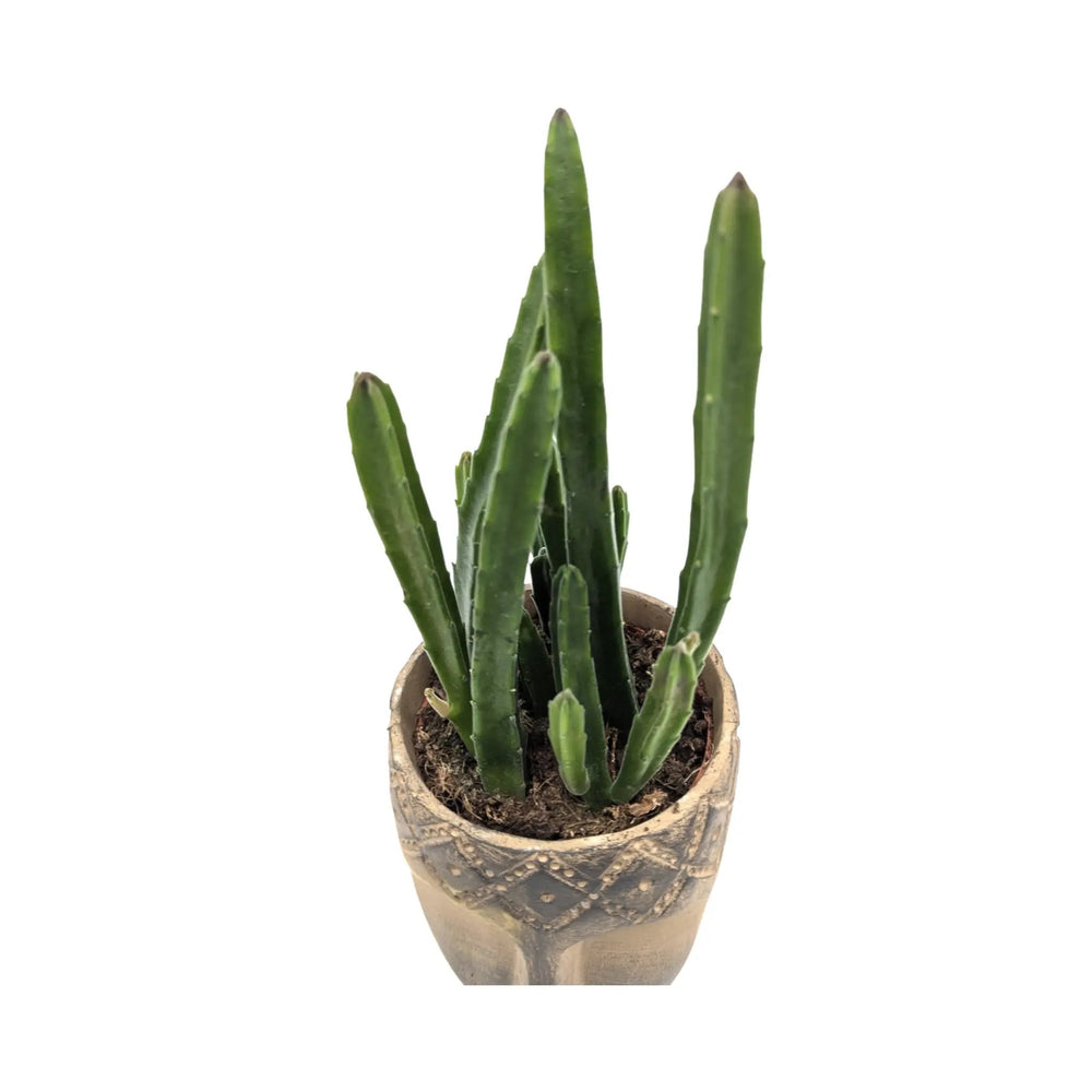 Stapelia leendertziae in Totem Mask Pot_2_main