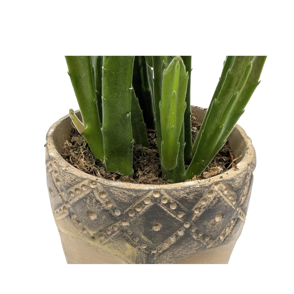 Stapelia leendertziae in Totem Mask Pot_3_main
