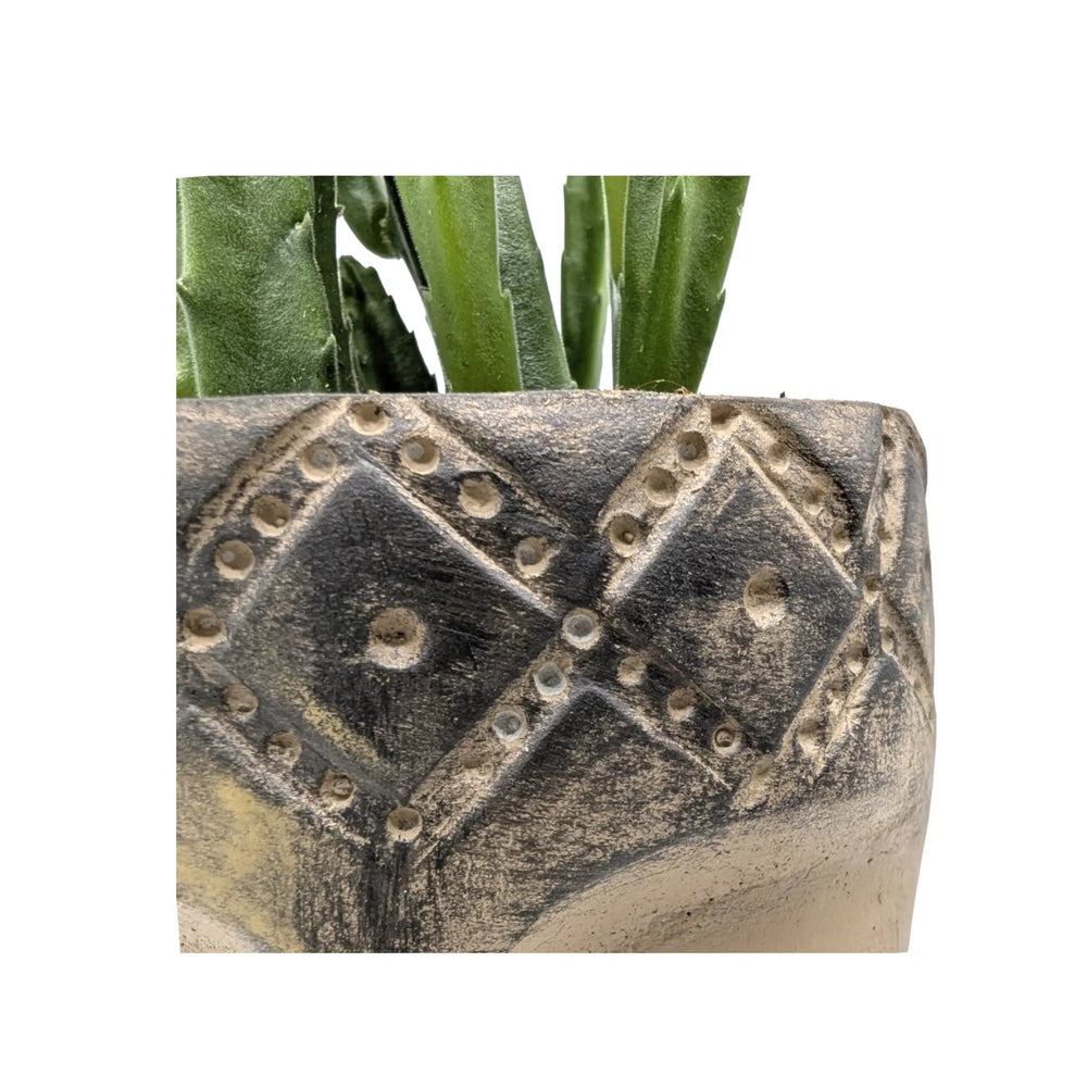 Stapelia leendertziae in Totem Mask Pot_4_main