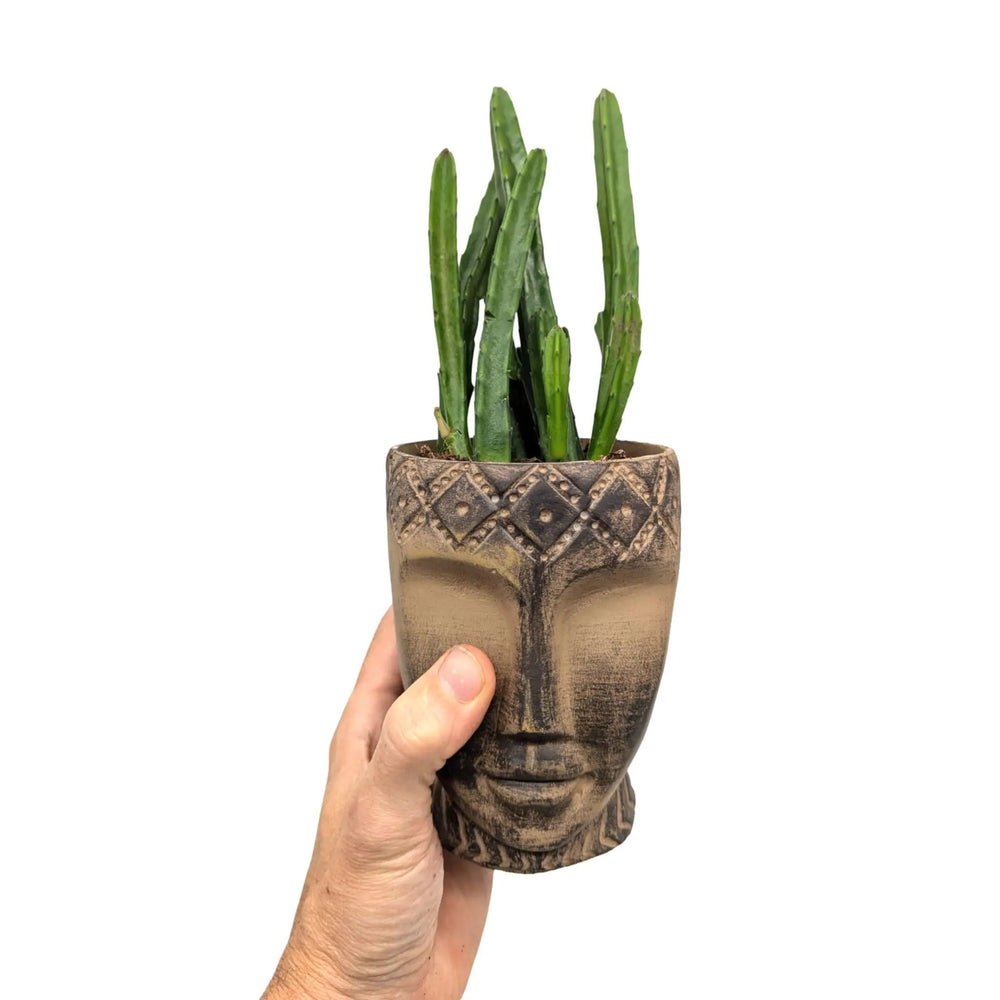 Stapelia leendertziae in Totem Mask Pot_5_main