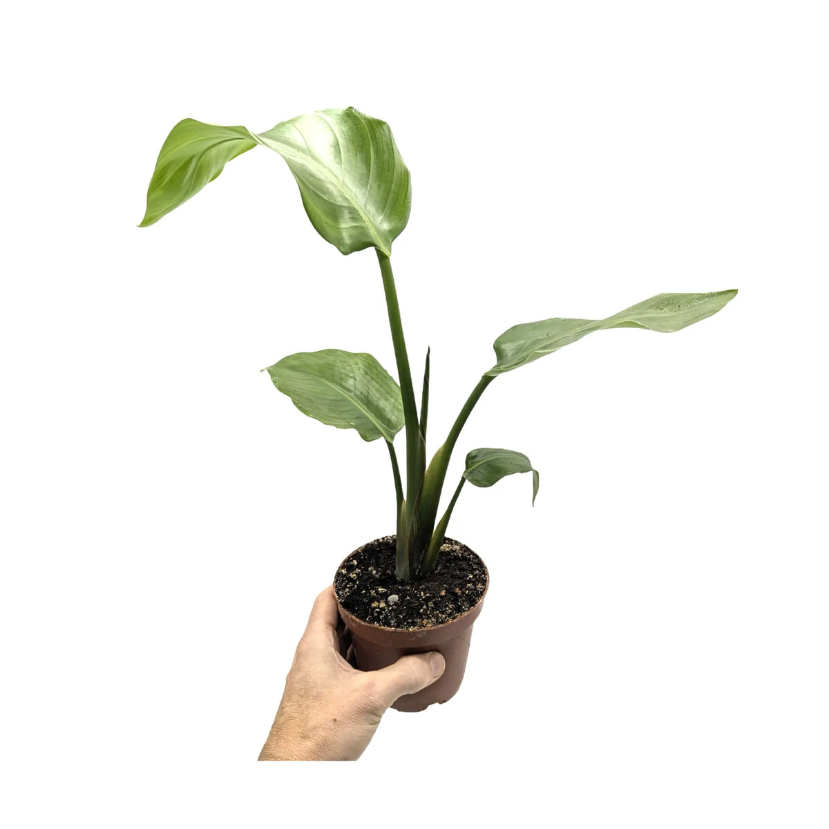 Strelitzia nicolai - Bird of Paradise