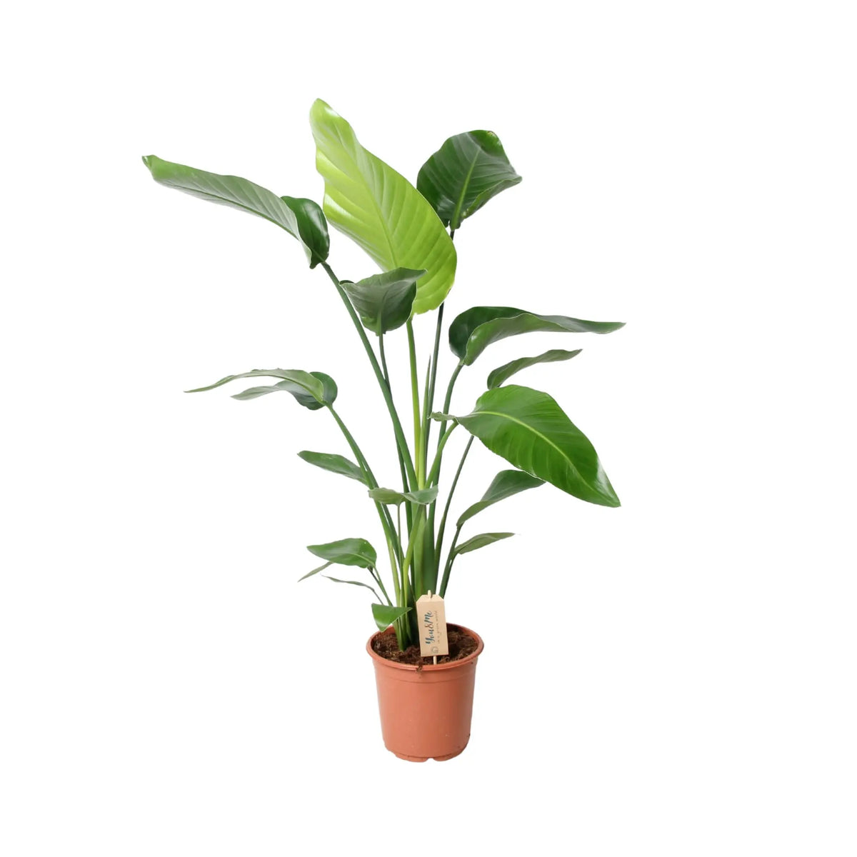 Strelitzia nicolai - Giant White Bird of Paradise Leaf Culture