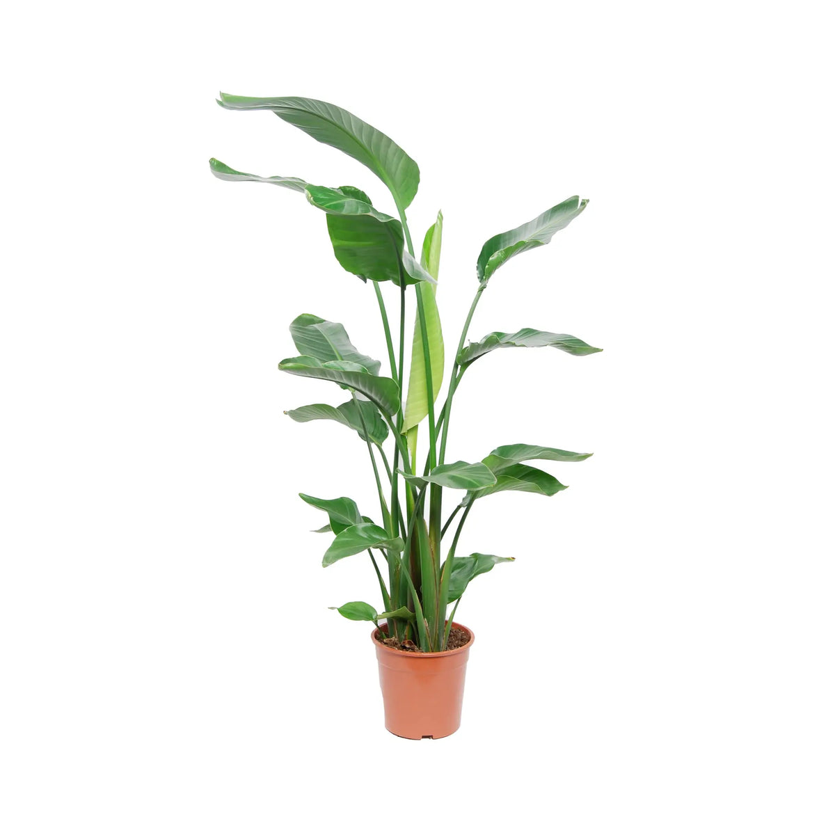 Strelitzia nicolai - Giant White Bird of Paradise Leaf Culture